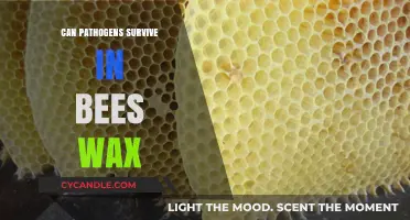 Can Pathogens Survive in Beeswax? Unveiling the Truth and Risks