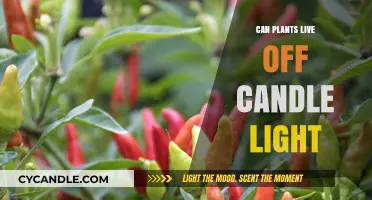 Can Plants Thrive on Candlelight? Exploring the Science Behind It