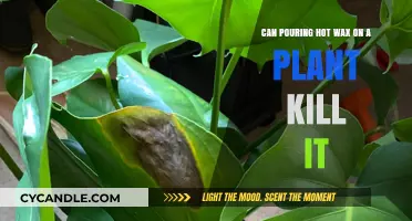 Hot Wax and Plants: Can This Unusual Method Be Fatal?