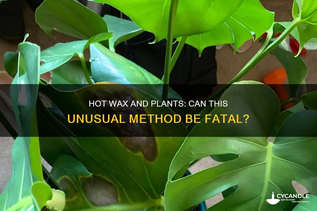 can pouring hot wax on a plant kill it