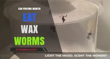Can Praying Mantises Safely Eat Wax Worms? A Feeding Guide