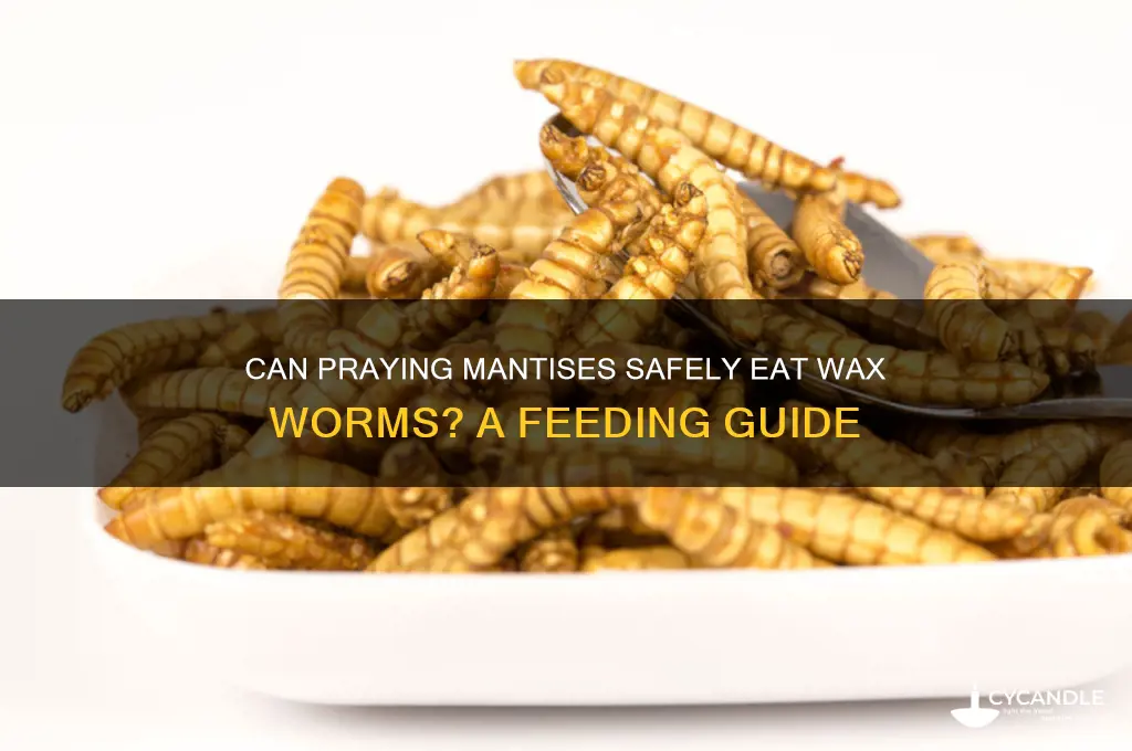 can praying mantis eat wax worms