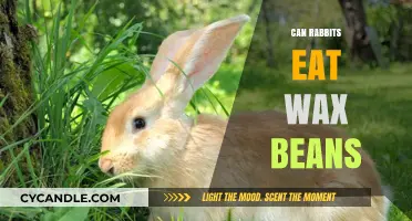 Can Rabbits Eat Wax Beans? A Safe Diet Guide