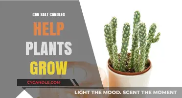 Salt Candles and Plant Growth: Unveiling the Surprising Benefits