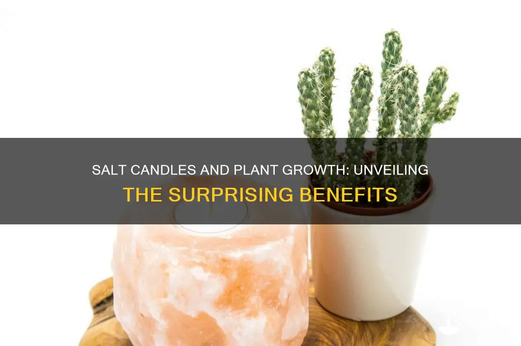 can salt candles help plants grow