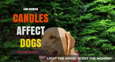 Can Scented Candles Harm Dogs? Pet Safety Tips Revealed