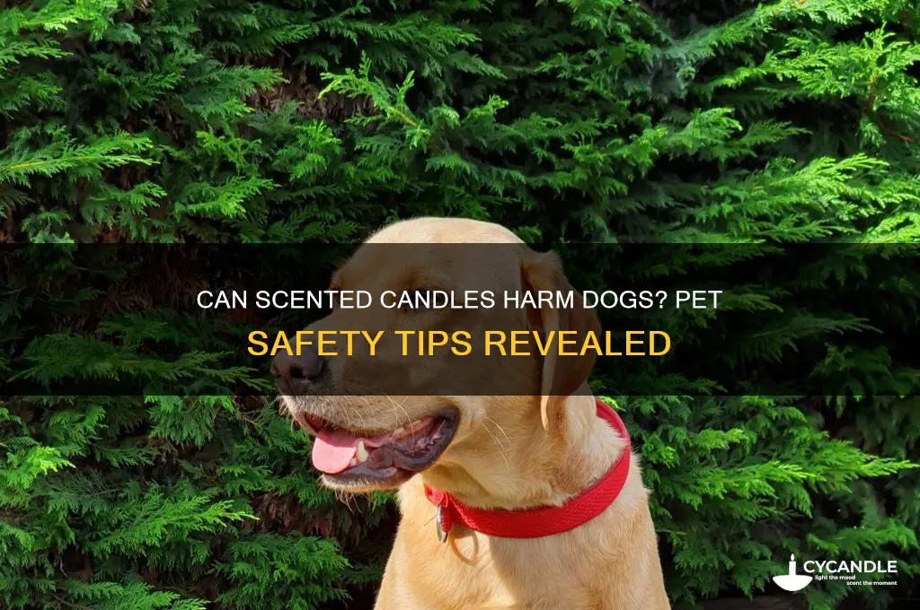 can scented candles affect dogs