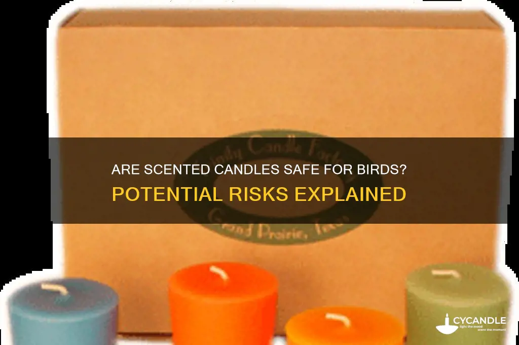 can scented candles harm birds