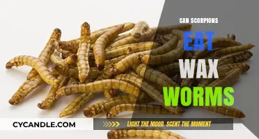 Can Scorpions Safely Eat Wax Worms? A Complete Dietary Guide