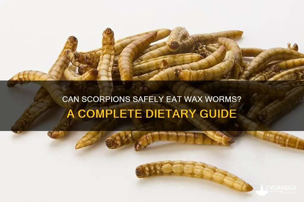 can scorpions eat wax worms