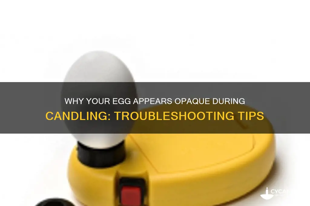 can t see through egg when candling