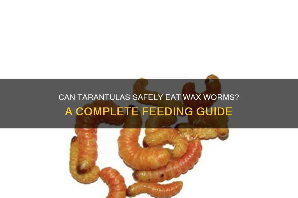 can tarantulas eat wax worms