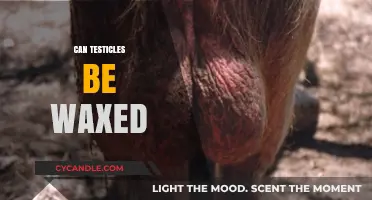 Can Testicles Be Waxed? Exploring Male Grooming Options and Safety