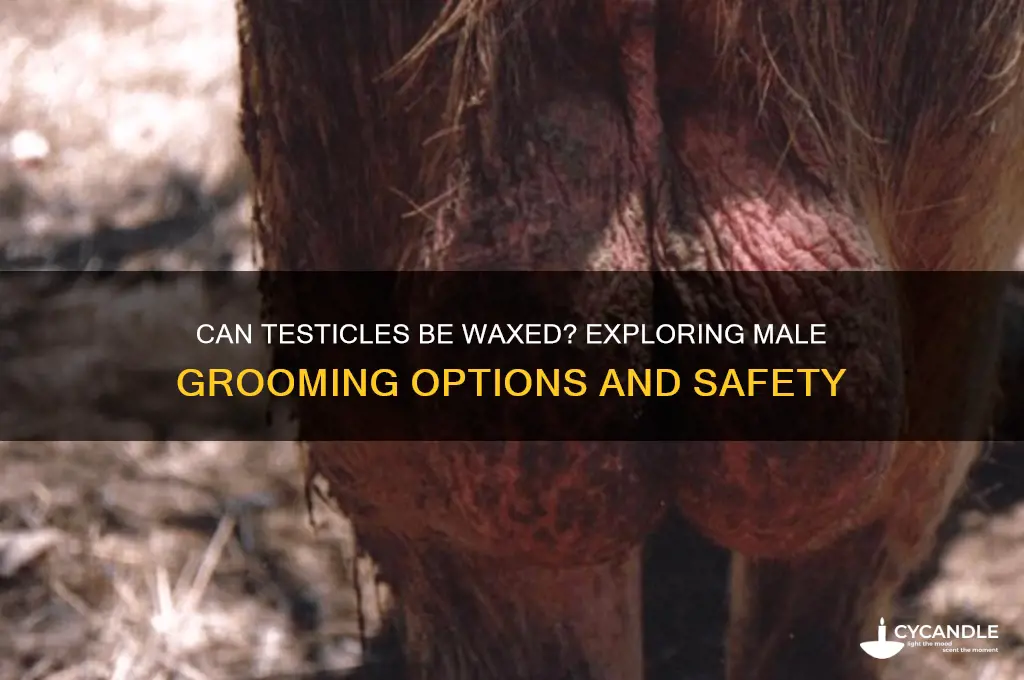 can testicles be waxed