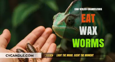 Can Veiled Chameleons Safely Eat Wax Worms? A Diet Guide