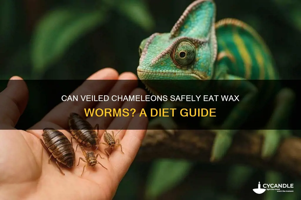 can veiled chameleons eat wax worms