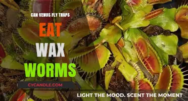 Can Venus Fly Traps Eat Wax Worms? A Carnivorous Plant Guide
