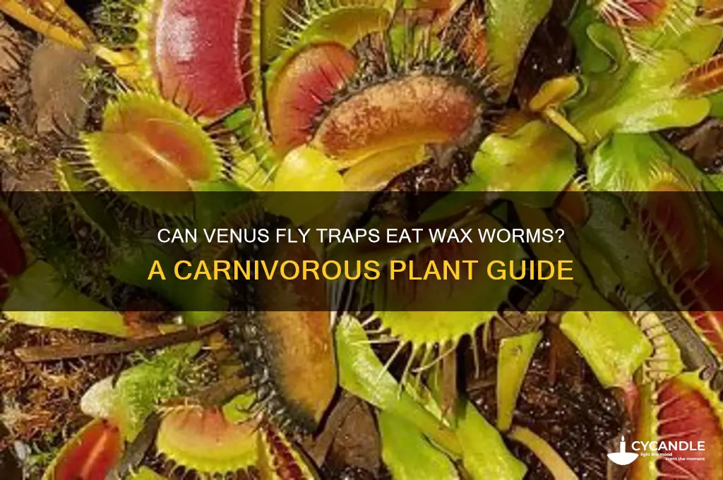 can venus fly traps eat wax worms