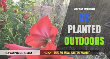 Planting Wax Amaryllis Outdoors: Tips for Year-Round Garden Beauty