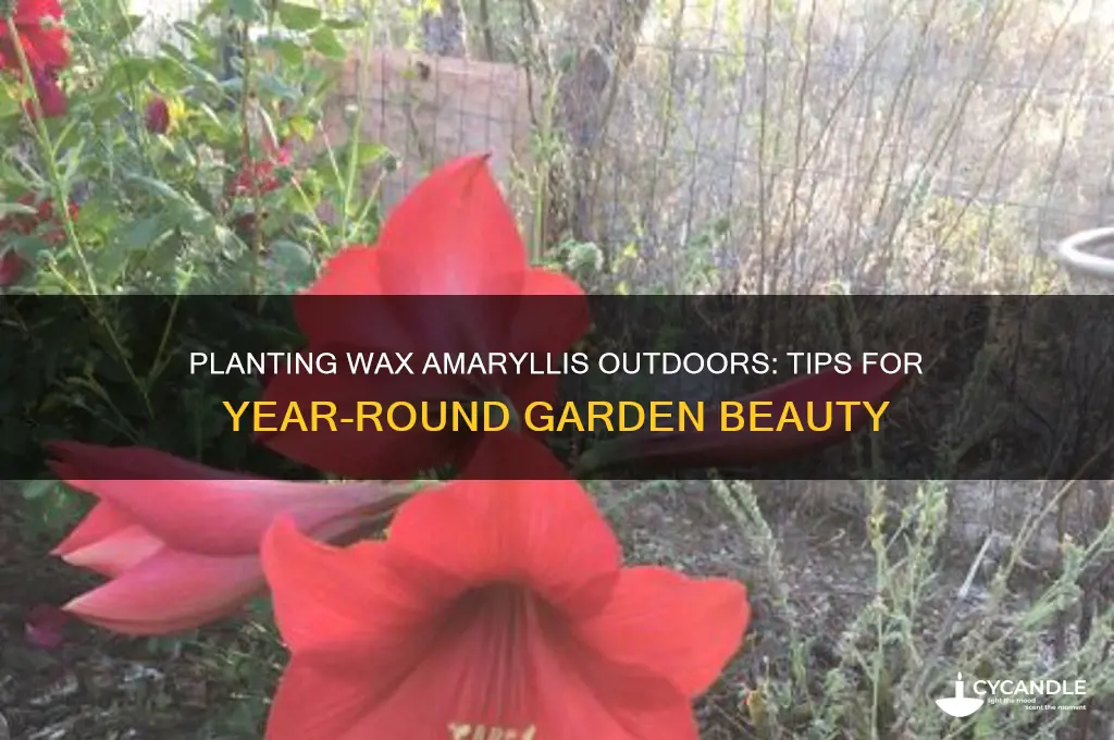 can wax ameryllis be planted outdoors
