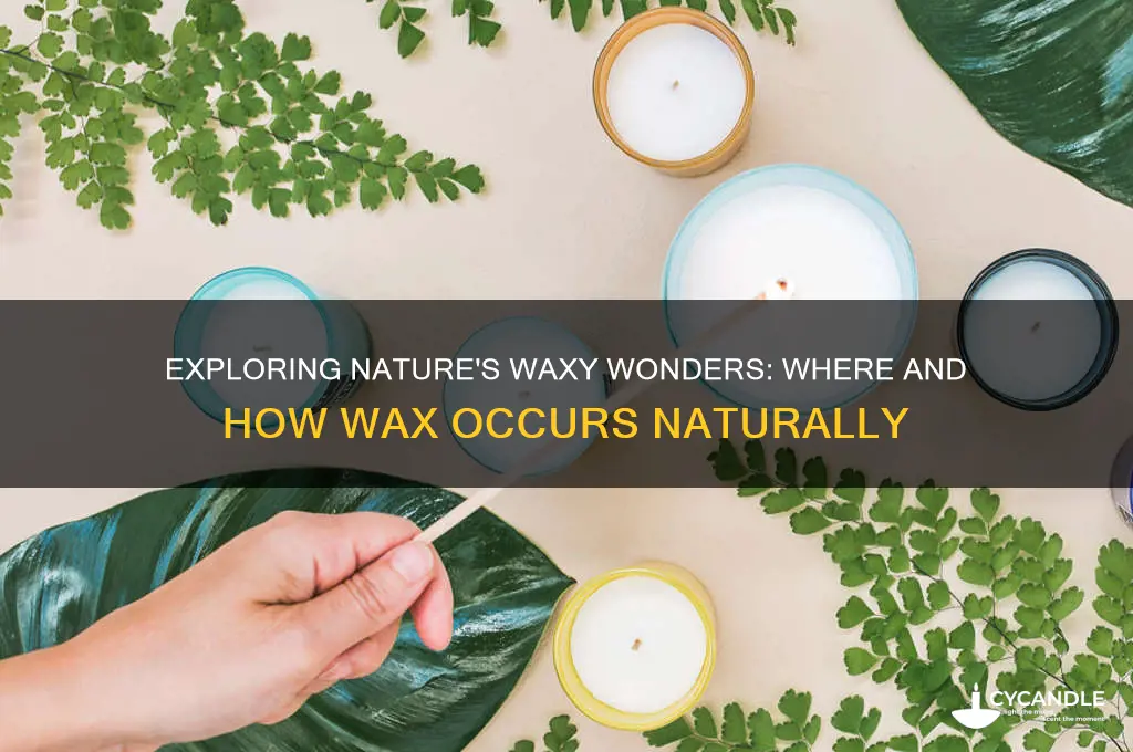 can wax be found in nature