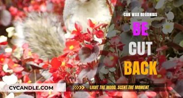 Pruning Wax Begonias: How and When to Cut Back for Healthy Growth