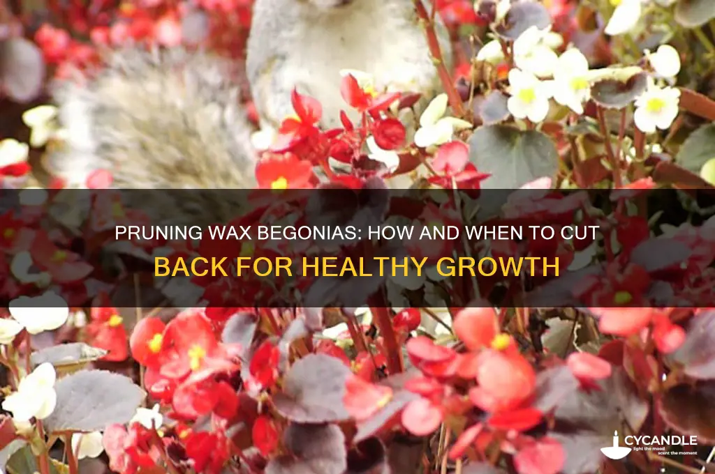 can wax begonias be cut back