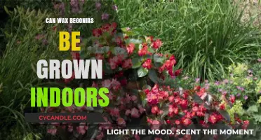 Growing Wax Begonias Indoors: Tips for Vibrant Blooms at Home