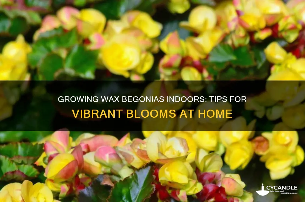 can wax begonias be grown indoors