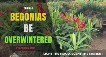 Overwintering Wax Begonias: Tips for Preserving Your Plants Indoors