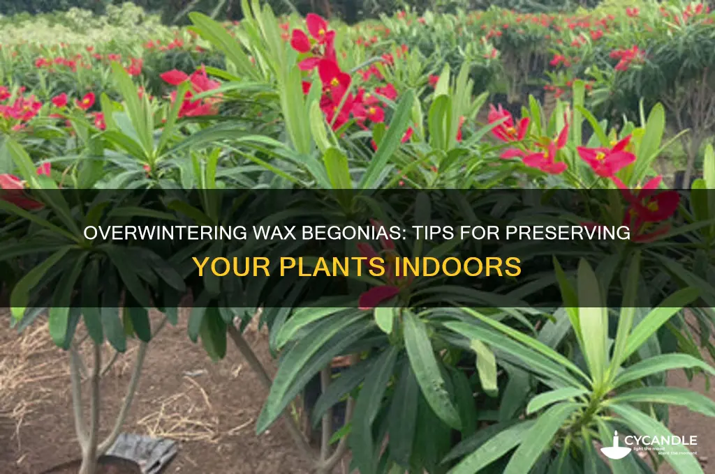 can wax begonias be overwintered