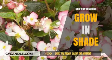 Shade-Loving Wax Begonias: Can They Thrive in Low Light?