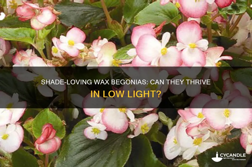 can wax begonias grow in shade