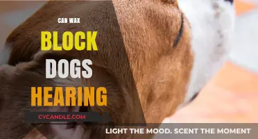 Can Ear Wax Impair a Dog's Hearing? Facts and Solutions