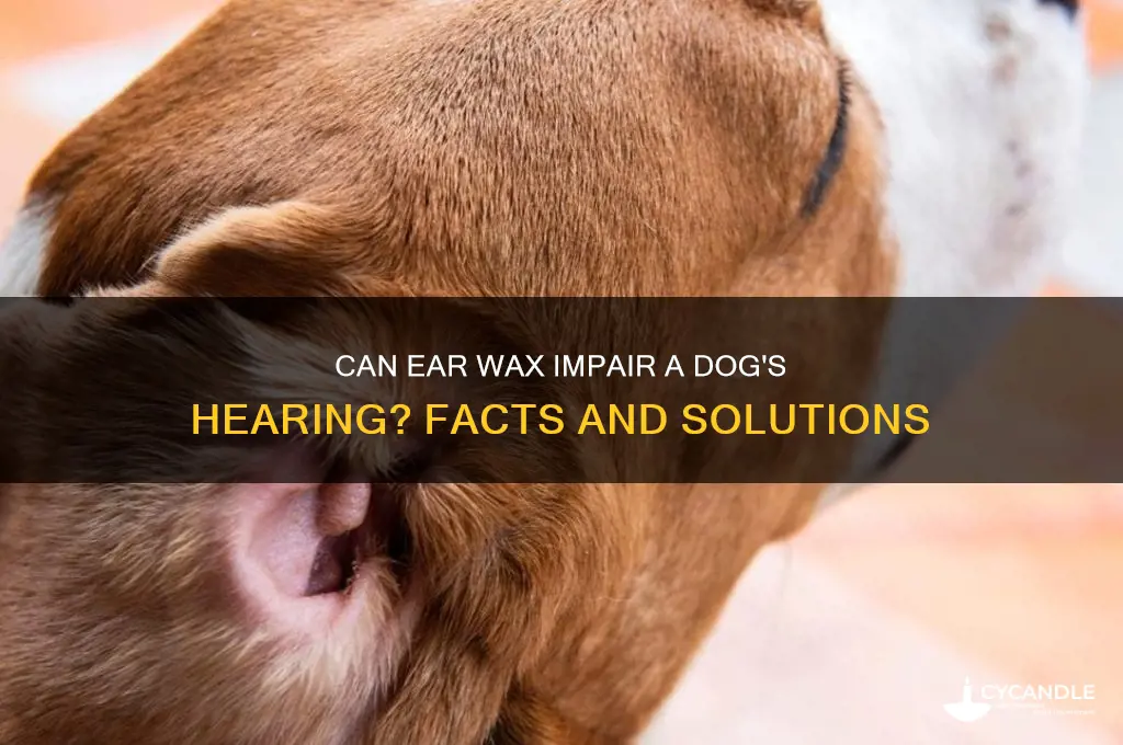 can wax block dogs hearing