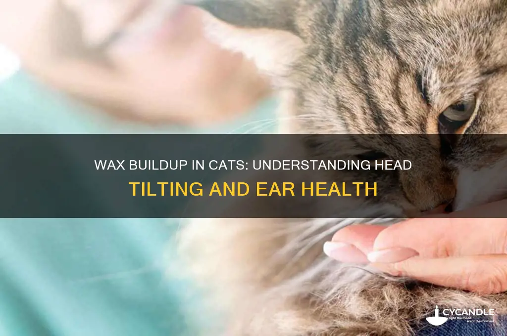 can wax buildup cause cats to tilt their heads