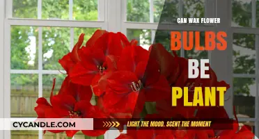 Planting Wax Flower Bulbs: A Guide to Growing These Fragrant Blooms