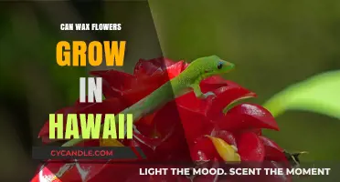 Can Wax Flowers Thrive in Hawaii's Tropical Climate?