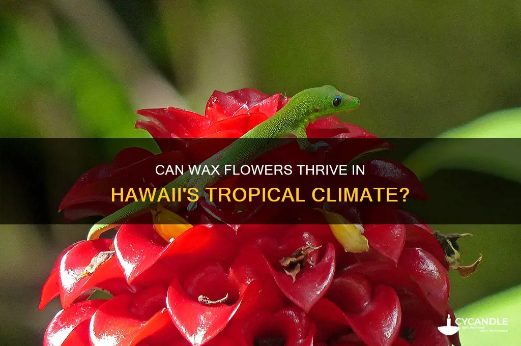 can wax flowers grow in hawaii