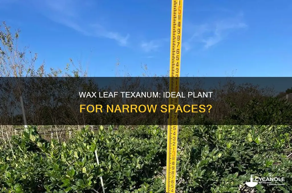 can wax leaf texanum be used for narrow spaces