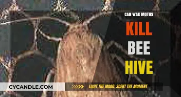 Wax Moths Threat: Can They Destroy Your Bee Hive?
