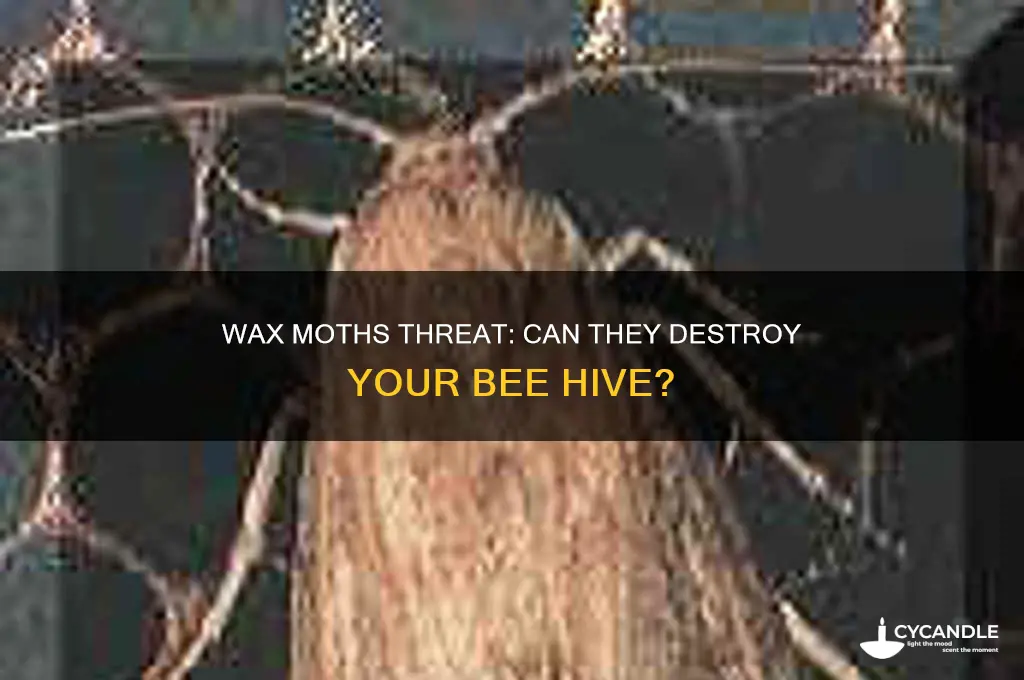 can wax moths kill bee hive