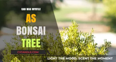 Wax Myrtle Bonsai: Cultivating Elegance in Miniature Form