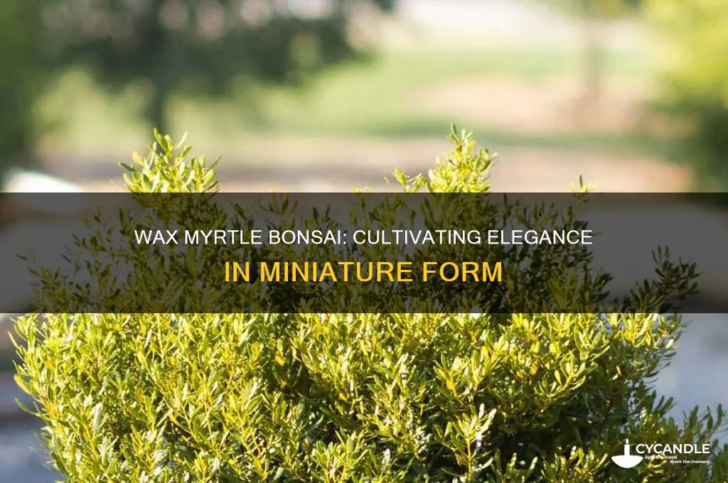 can wax myrtle as bonsai tree