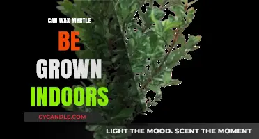 Growing Wax Myrtle Indoors: Tips for Successful Indoor Cultivation