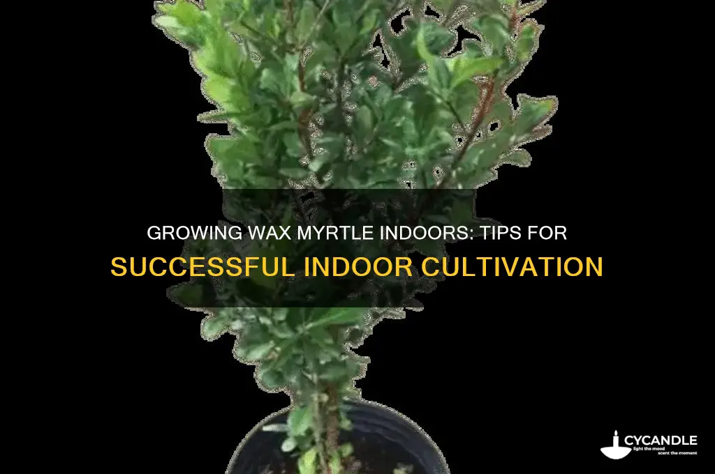 can wax myrtle be grown indoors