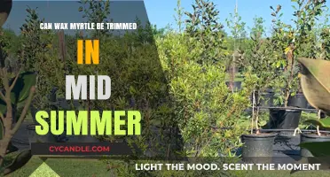 Trimming Wax Myrtle in Mid-Summer: Best Practices and Tips