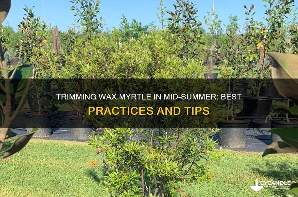 can wax myrtle be trimmed in mid summer