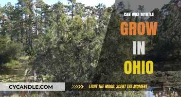 Can Wax Myrtle Thrive in Ohio's Climate? A Gardening Guide