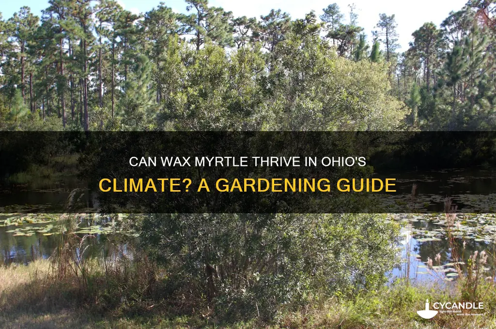 can wax myrtle grow in ohio